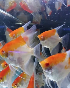 红眼红头玻璃神仙鱼燕鱼红眼白化燕鱼热带鱼鱼苗红眼红魔鬼金顶燕