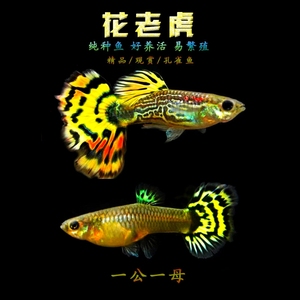 热带孔雀鱼花老虎观赏好养耐活孕母临产大肚大尾巴清仓处理