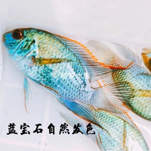 湛蓝宝石鱼电光凤凰好养耐活鱼苗热带观赏鱼包邮包损