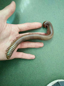 222017新品l巧克力三色巨型马陆 活体另类宠物 爬虫活体千足虫 a.