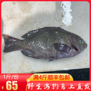 舟山野生海钓黑毛鱼斑鱾鱼菜毛鱼粗鳞黑毛鱼瓜子鱲鱼海鱼新鲜500g
