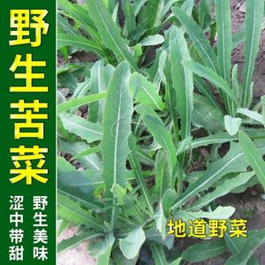 苦麻菜种子籽种农家野生苦菜野菜苦荬菜曲麻菜阳台四季播蔬菜籽