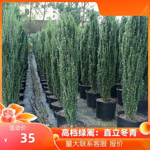 00天地湖2519淘宝直立冬青朝天笔