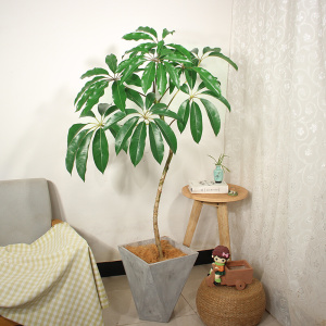 22日本大叶伞保罗北欧老桩网红花室内耐阴r大型植物造型绿植文艺