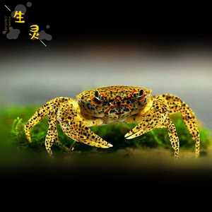 苏拉威西豹点蟹热带观赏蟹深水蟹宠物活体鱼缸水族螃蟹可混养包活