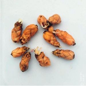 紫叶酢浆草种球盆栽花苗老桩带花炸酱草紫色酢浆草种子种球植物