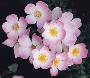 菜达玫瑰 丽达玫瑰 灌木英国古老月季大苗多头浓香四季盆栽花卉