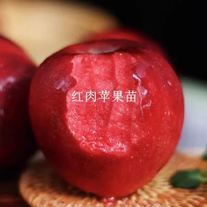新疆阿克苏红肉苹果树苗嫁接红色之爱苹果苗盆栽地栽庭院种植果苗