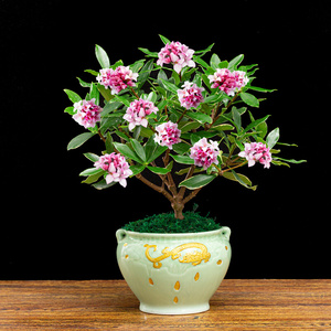 22耐寒花卉金f边瑞香冬季开花北方好养观花植物室内客厅阳台办公