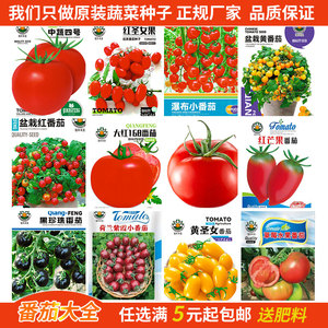红芒果多彩小番茄种子黄圣果铁皮水果西红柿四季盆栽蔬菜种籽孑