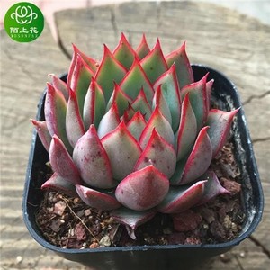 宝莲灯玫瑰船长多肉植物肉肉植物萌肉肉组合盆栽花卉陌上花