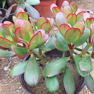 特价玉树盆栽黄金花月紫叶玉树多肉老桩植物盆栽玉树包邮