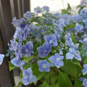 海f蒂的花园 水天一色绣球大花平顶重瓣八仙花阳台庭院花卉盆栽苗