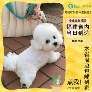 纯种比熊幼犬活体比熊犬幼犬法国卷毛小型犬活体宠物狗狗白色比熊