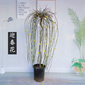 zky875187200淘宝盆栽地栽迎春花苗迎春树盆景迎春花探春花苗庭院