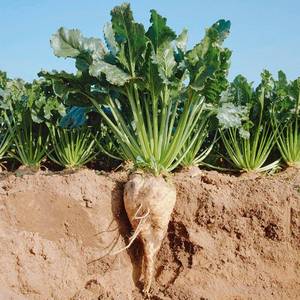 德国牛头王饲料甜菜种子高产特大糖厂专用甜菜根种籽春季蔬菜种孑