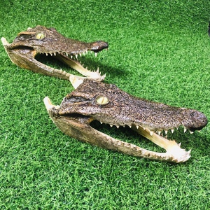 鳄鱼头标本 原皮原色 工艺品 办公室 家居摆件 创意礼品 手工制作