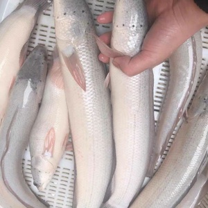 800人付款淘宝白乌鱼k白化雷龙白甲雷龙白i化黑鱼淡