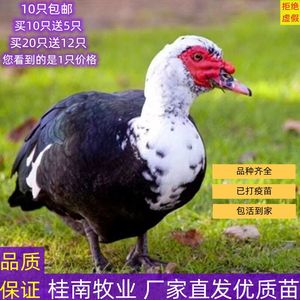 正宗番鸭活苗特大种鸭苗活体旱鸭火鸭鸳鸯鸭种蛋公母可选包活到家