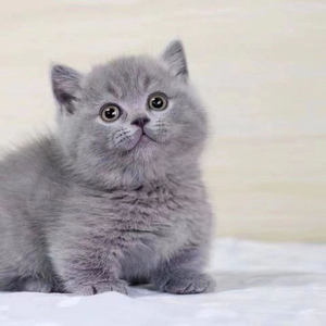 纯种蓝猫幼猫英短折耳猫幼崽活体矮脚英国短毛猫小猫宠物猫咪活物