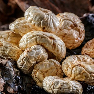 张家口坝上特产口蘑食用菌白蘑菇香菇干货炖肉炖汤营养食材300g装