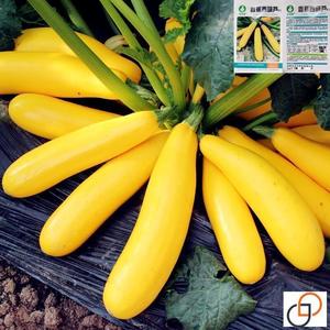 水果型西葫芦种子香蕉瓜黄色盆栽种籽特色秋季四季农家蔬菜孑瓜种