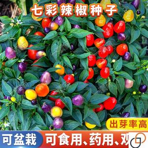 广西七彩辣椒种籽盆栽可食用观赏椒盆景小辣椒五彩椒种子孑超辣