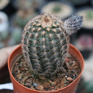 【折墨虾仙人球实生】折墨虾仙人球实生品牌,价格 - 阿里巴巴