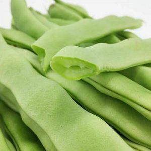 地豆王一号豆角种子 无架四季豆菜豆早熟抗病 宽荚肉嫩白莲豆种籽