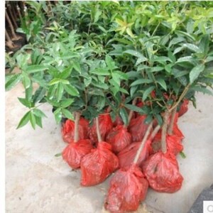 醉肌红桂花树苗