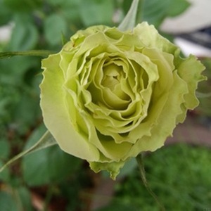 静怡园林绿星灌木绿色月季玫瑰绿云月季花苗四季盆栽花卉