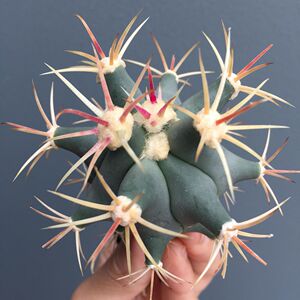 实生龙冠江守玉仙人球 稀有红刺硬刺开花多肉植物小盆栽