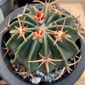 凌波仙人球大颗开花红刺硬刺趣味仙人掌多肉植物桌面防辐射小盆栽