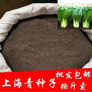 上海青种子一斤半斤100克 小青菜上海青种籽白菜种子盆栽蔬菜种子