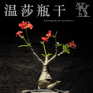 【天功开物】温莎瓶干 夹竹桃科 棒槌树属 多肉块根植物 红花灌木