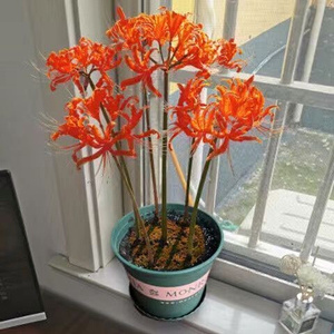 22无r土纯水培植物彼岸花水培曼珠沙华石蒜四季种植土培庭院盆栽