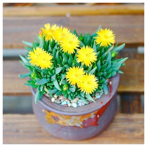 多肉植物多肉黄花照波开花肉肉群生老桩花卉绿植