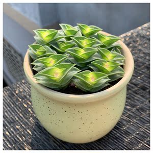 一帆风顺锦上添花多肉植物招财平安寓意办公室内桌面绿植鲜花盆栽