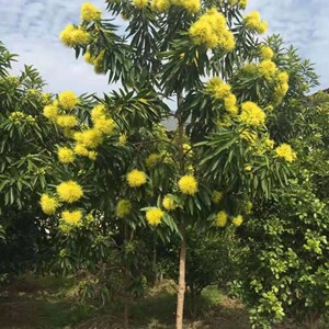 黄金熊猫树苗 金蒲桃澳洲黄花树苗 庭院绿化景观黄金苗木