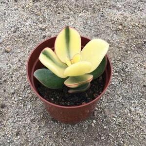 紫叶玉树