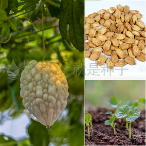 台湾新品苹果苦瓜种子瓜类种籽苗春四季蔬菜特大孑菜种子蔬菜种子