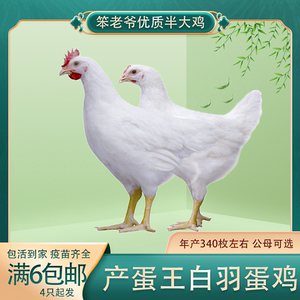 8020人付款天猫纯种白来航鸡白羽鸡纯白鸡半大鸡白色