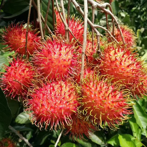 海南红毛丹当季毛荔枝新鲜孕妇水果5斤现摘现发新鲜包邮国产