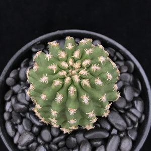 囧先生七巧柱仙人球开花实生仙人球多肉植物一物一拍组合盆栽