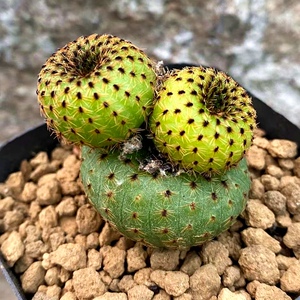 黄金黄体士童大型士童实生仙人球一物一拍易养美观趣味防辐射盆栽