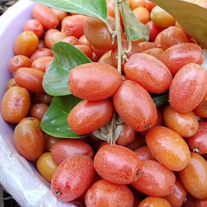 云南特产水果羊奶果