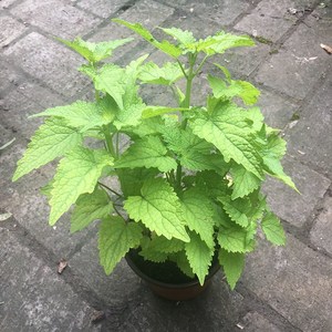 大藿香苗盆栽可食用香叶植物五香叶鱼香草迷迭香阳台绿植室外好养