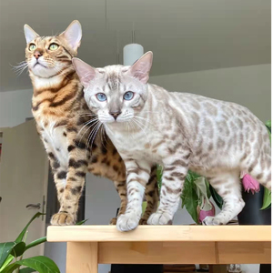 孟加拉豹猫纯种幼猫雪豹银豹亚豹宠物猫幼崽红金花纹绿眼猫咪活体