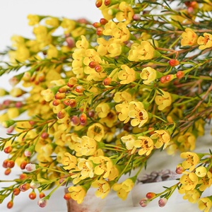 22奥梅腊梅鲜花新鲜云南直发基地澳洲插花新鲜真花蜡花m市水养澳