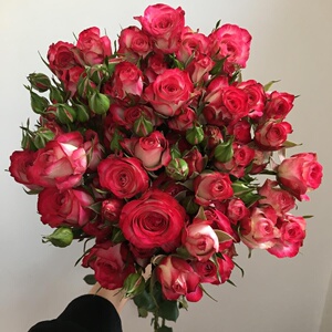 2p2狮子座玫瑰花苗复色多头切花月季阳台庭院室内花卉盆栽观花植